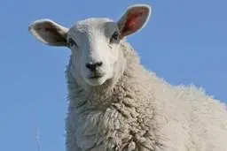 آخرین نرخ دام زنده اعلام شد