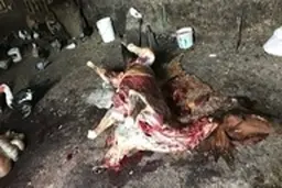 ذبح غیرمجاز گوشت اسب برای توزیع در بازار