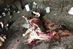 ذبح غیرمجاز گوشت اسب برای توزیع در بازار