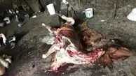 ذبح غیرمجاز گوشت اسب برای توزیع در بازار